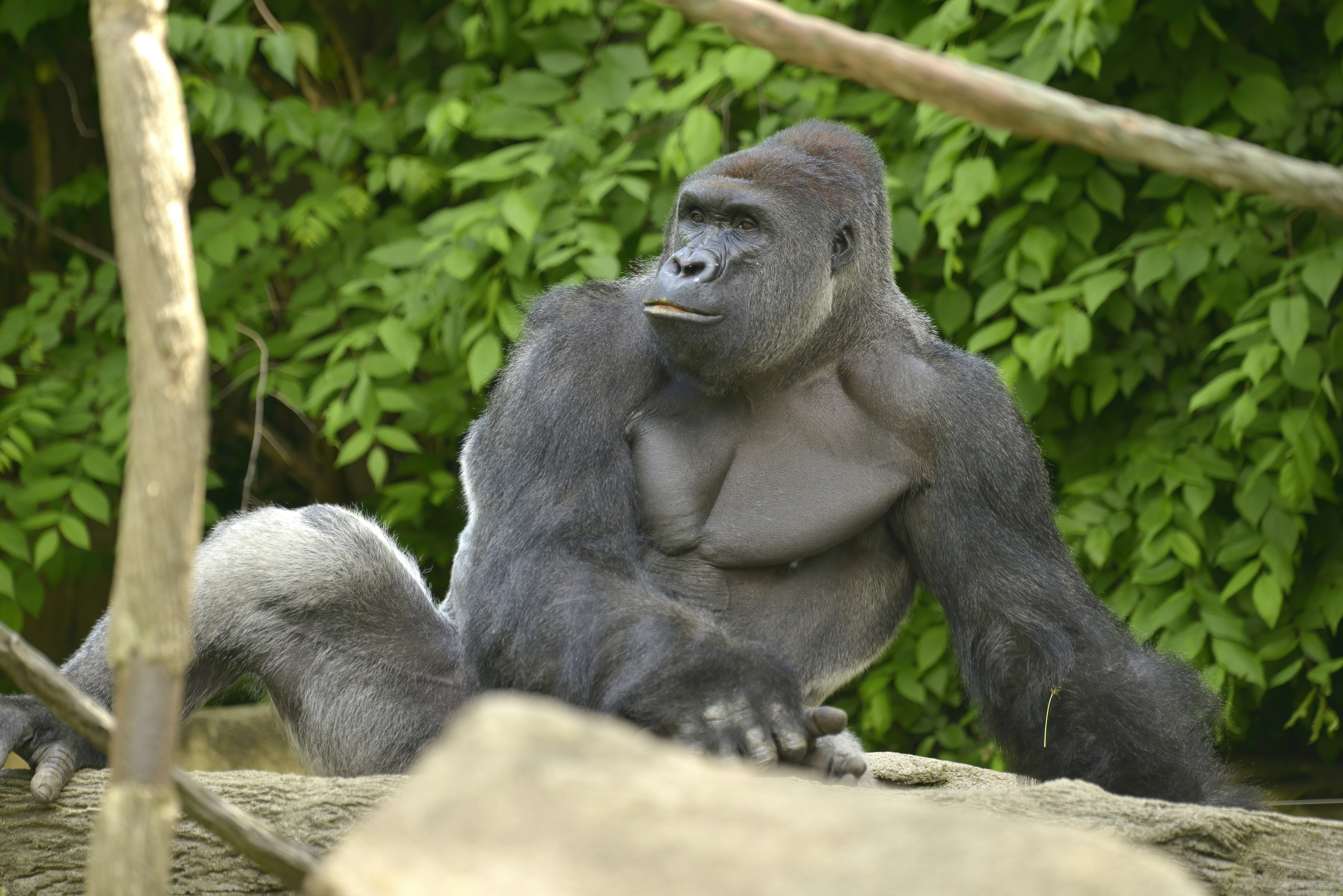 HARAMBE: LEGENDS #84