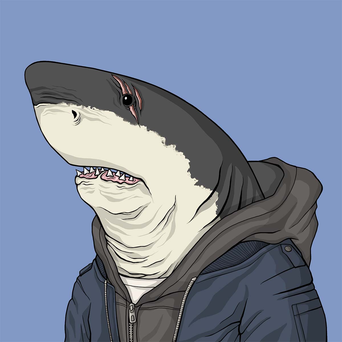Outlaw Shark #430