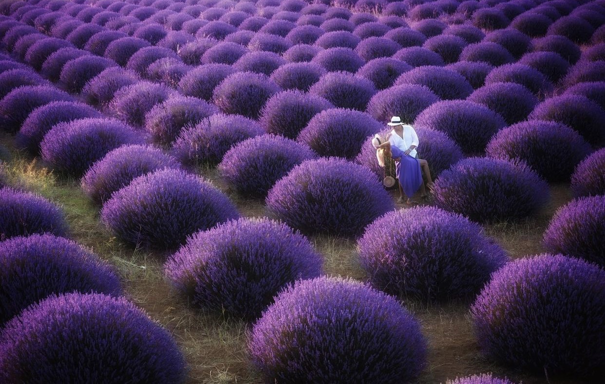 dance in lavender