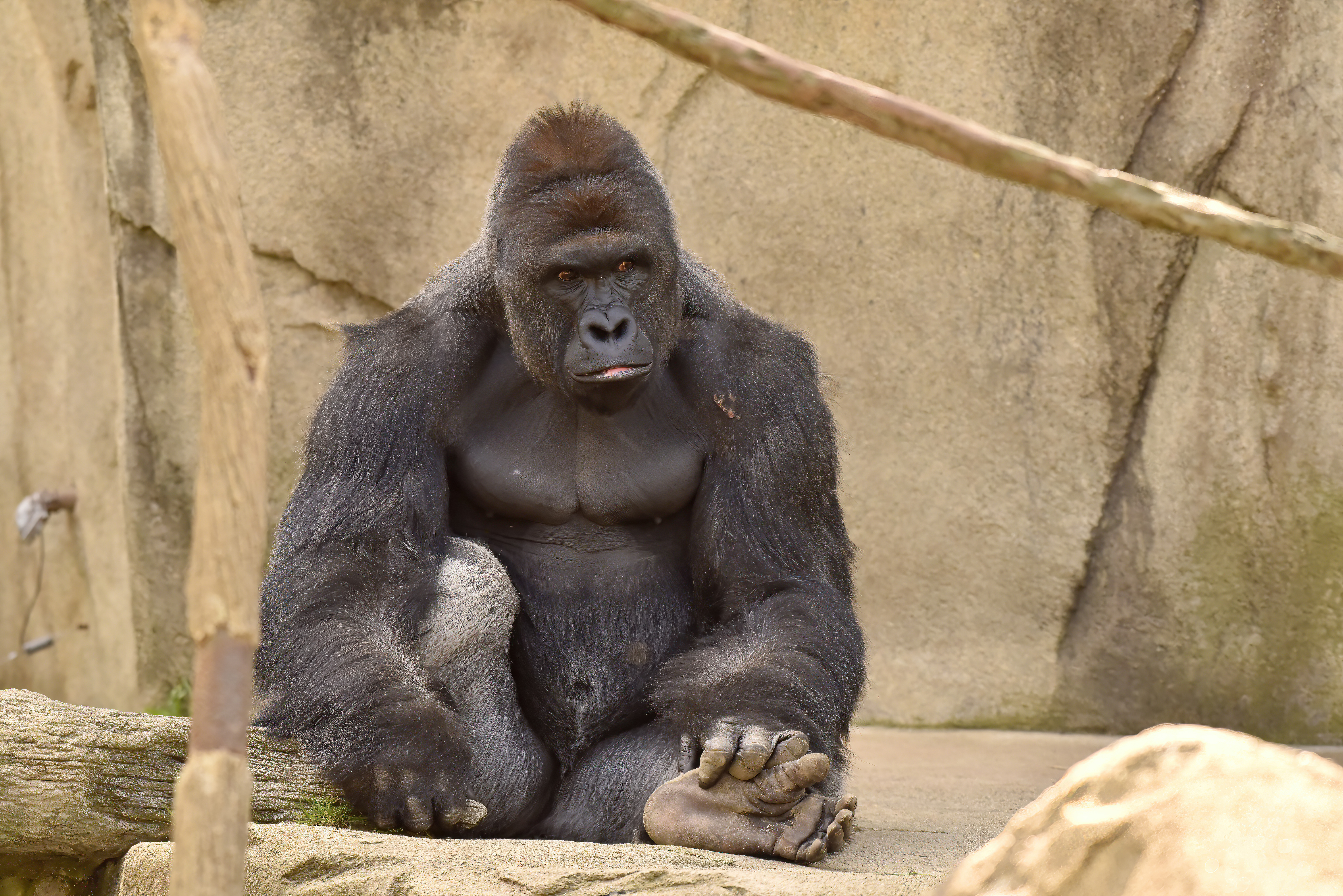 HARAMBE: LEGENDS #87