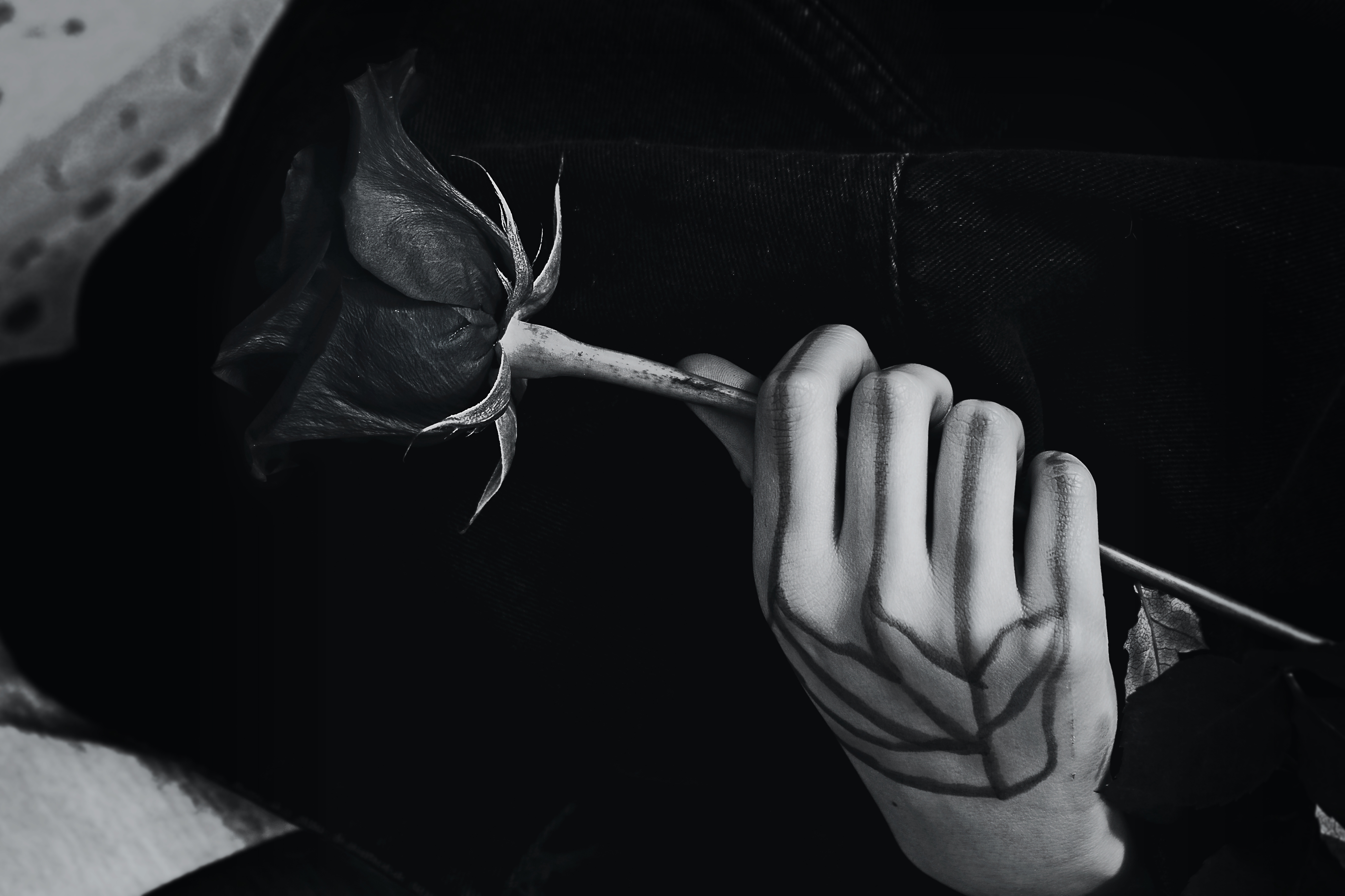 _swan song #17/24