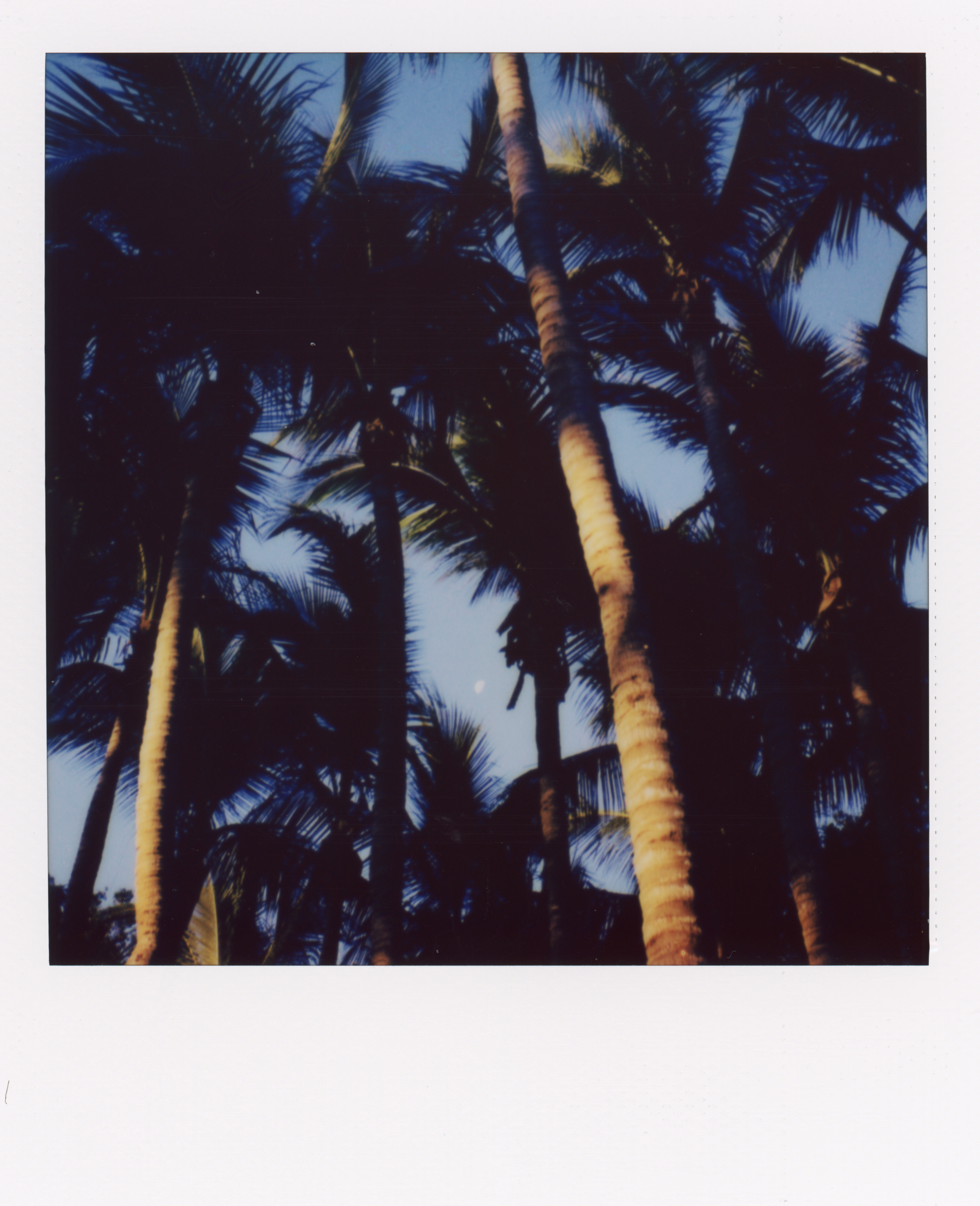 Polaroid Palms