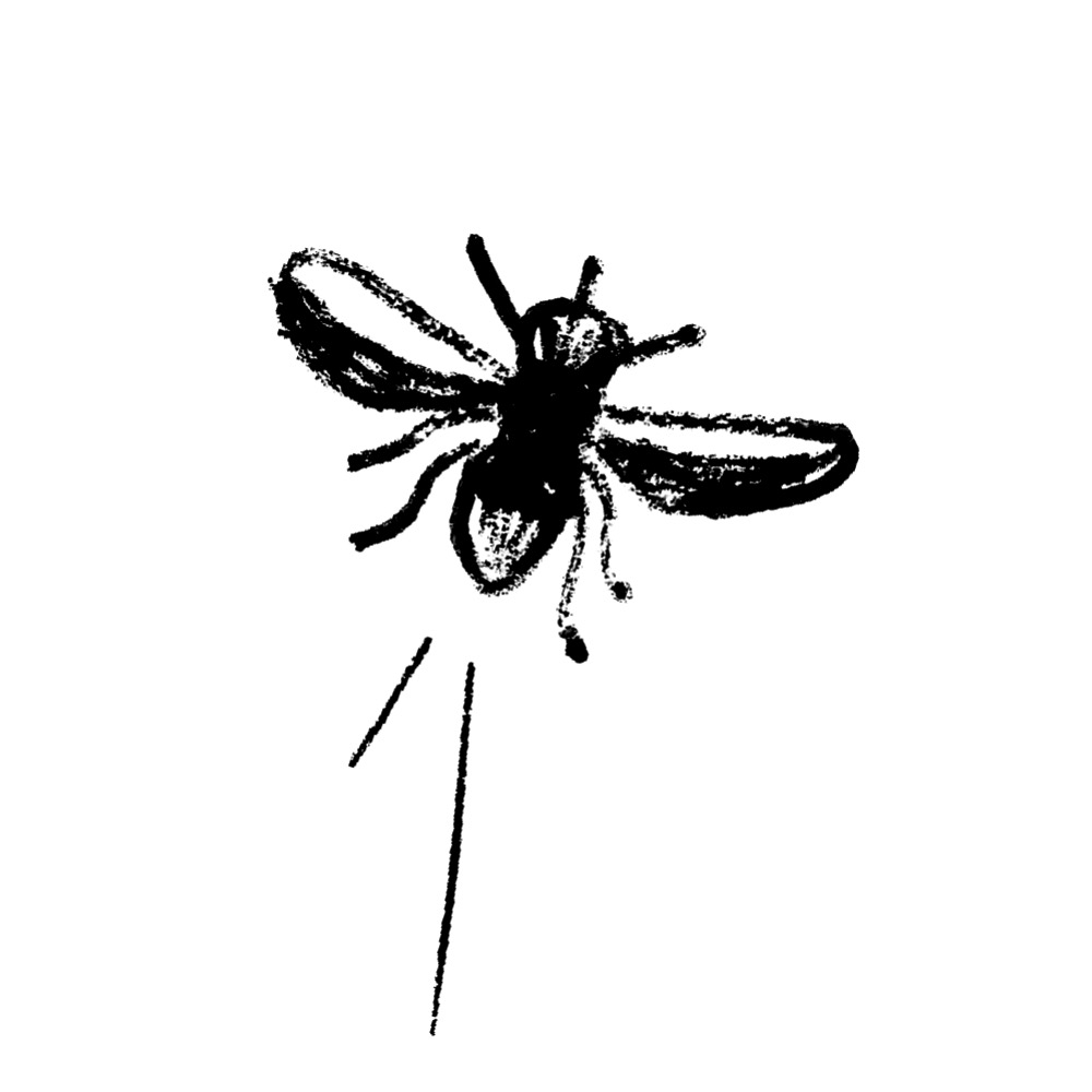 Fly