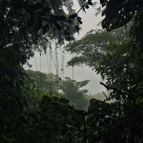 jungle vine