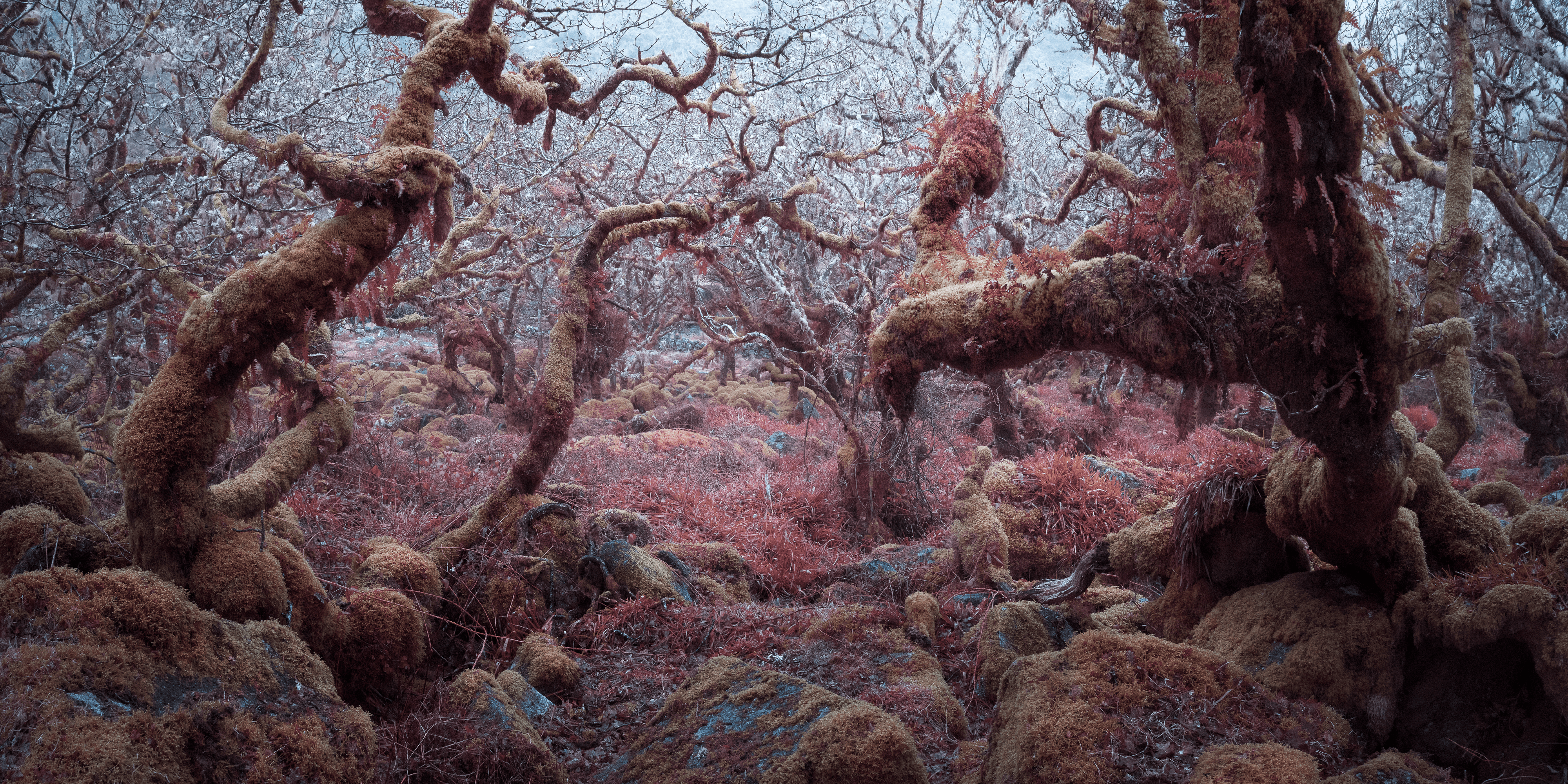 MYSTICAL SE-VI (ANOTHER WORLD II - AEROCHROME INFRARED)