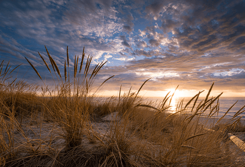 Summer Grass #11/30