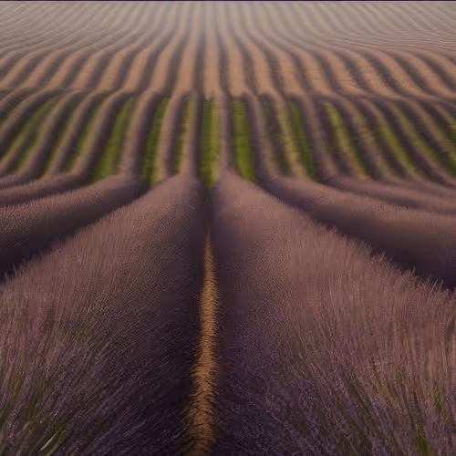 Mirascapes 782