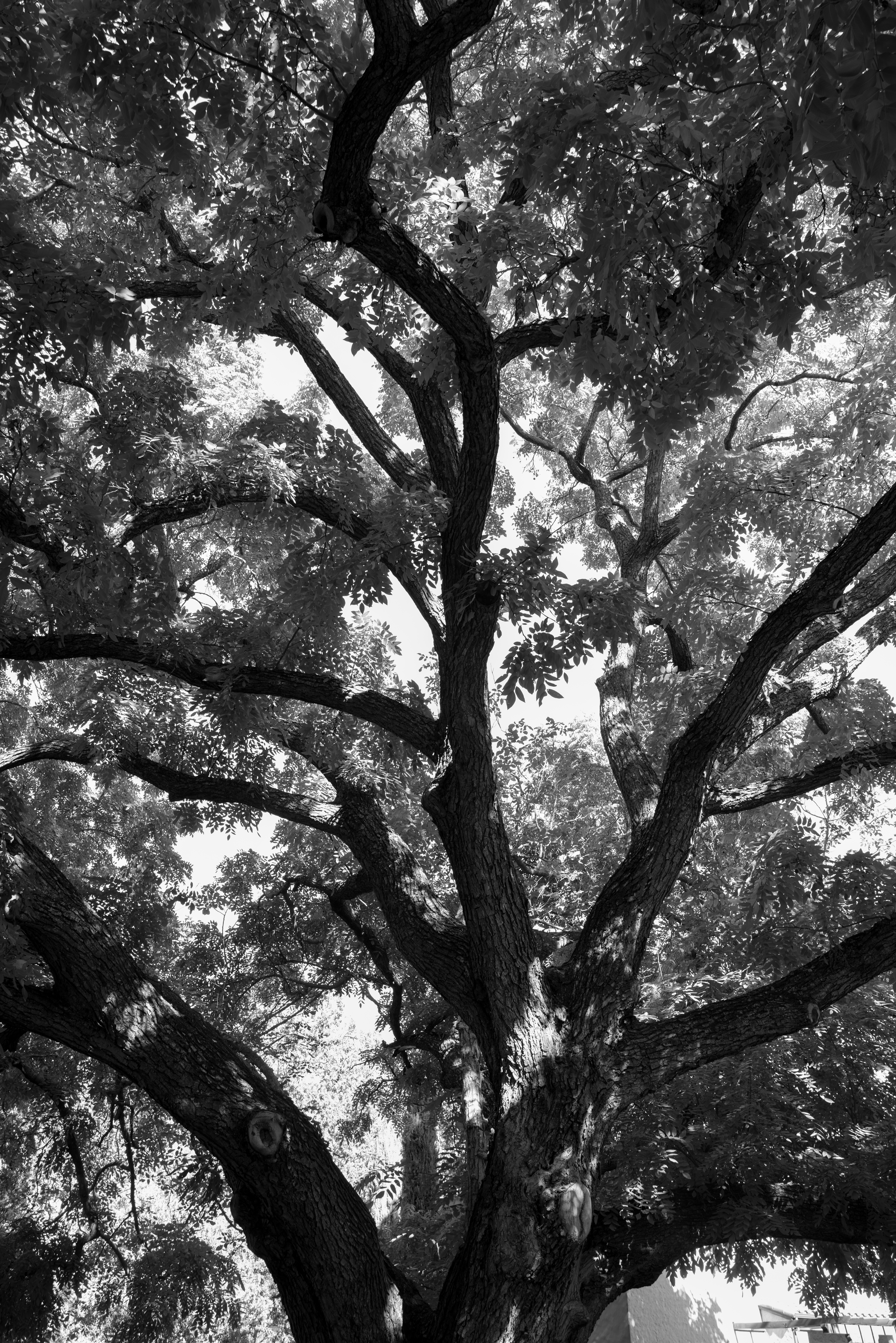 Walnut Shadows #11/20