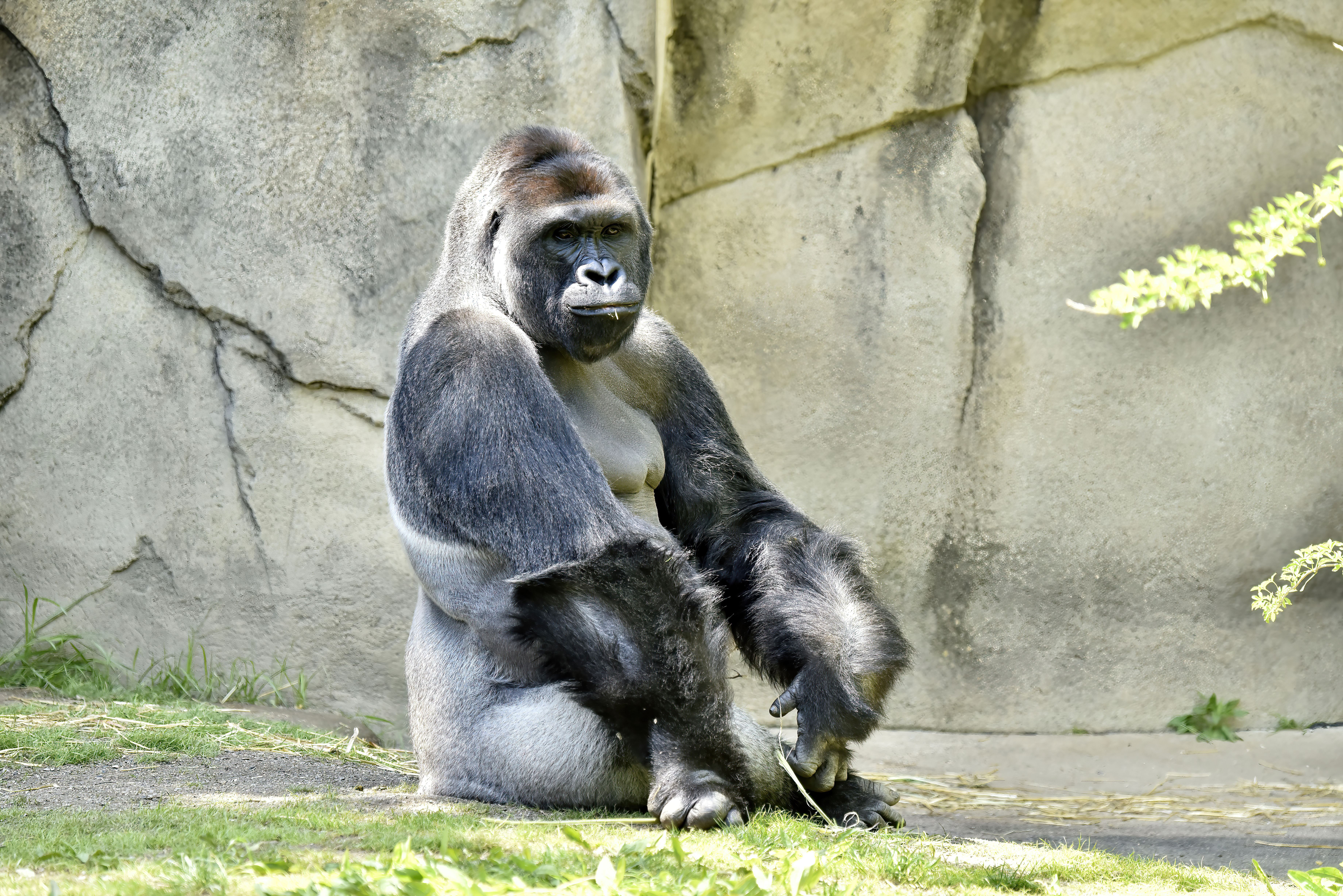 HARAMBE: LEGENDS #209