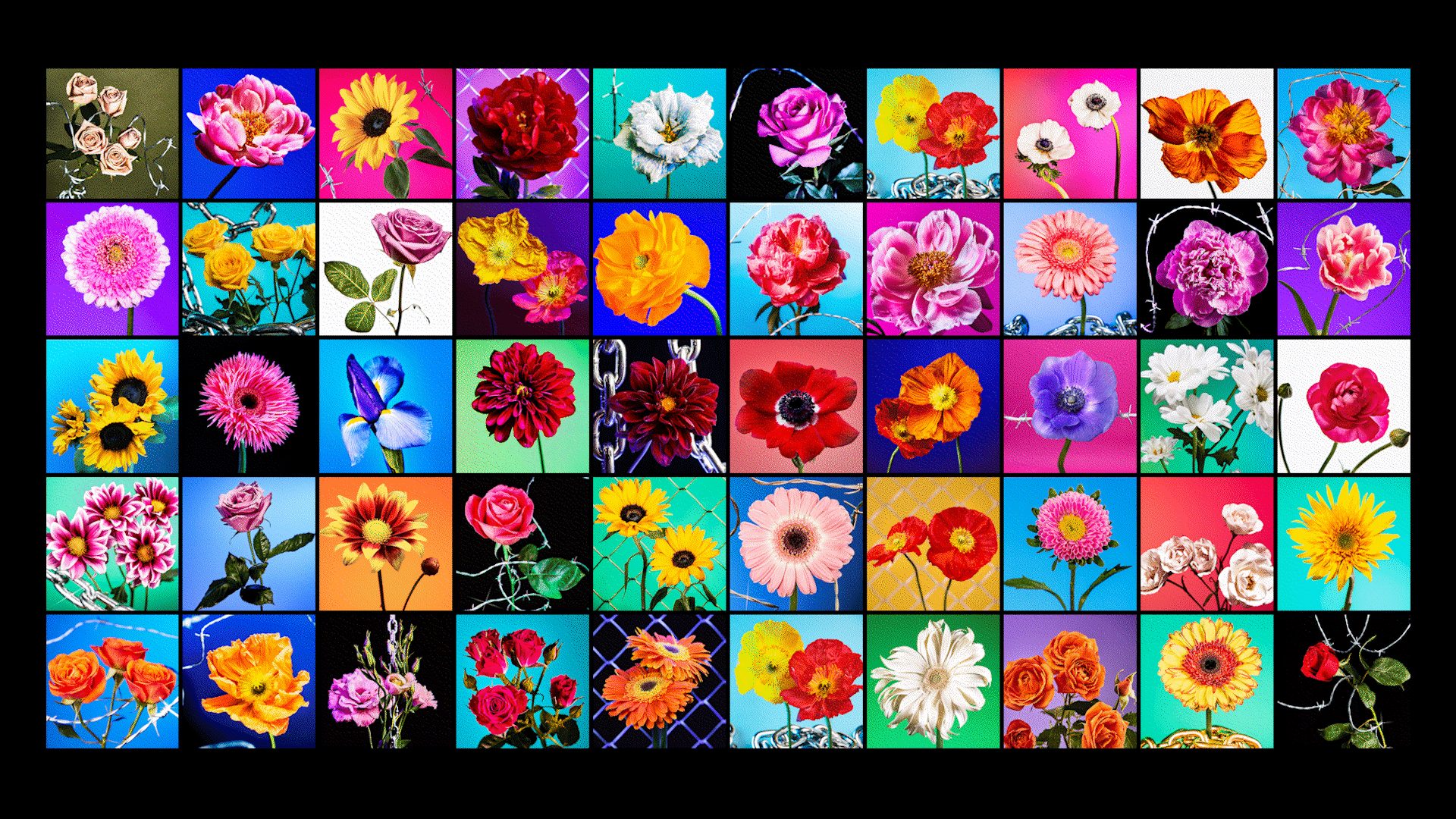 50Flowers