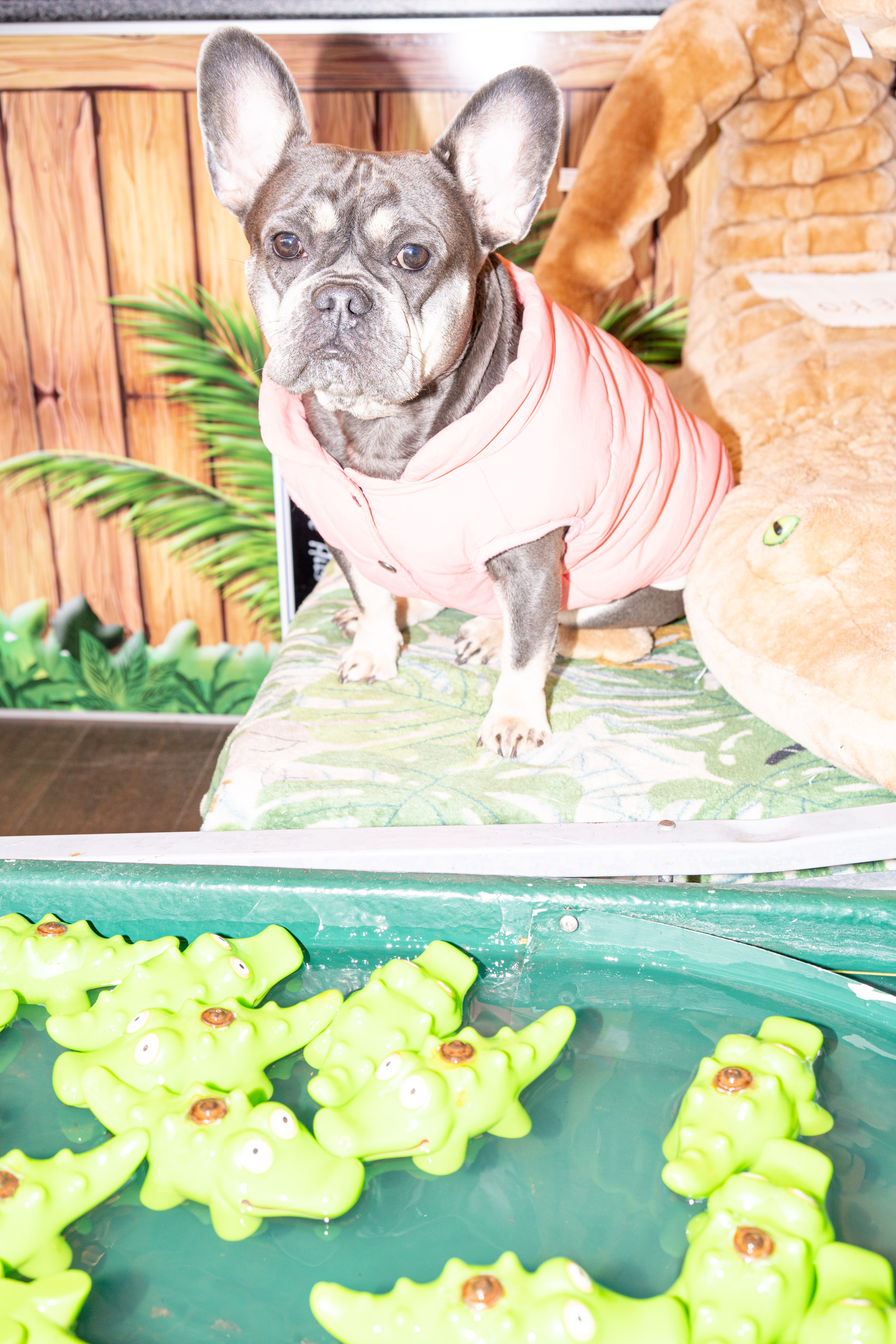 Crocodile dog
