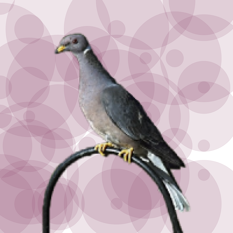 Seamorphus Pigeon #22