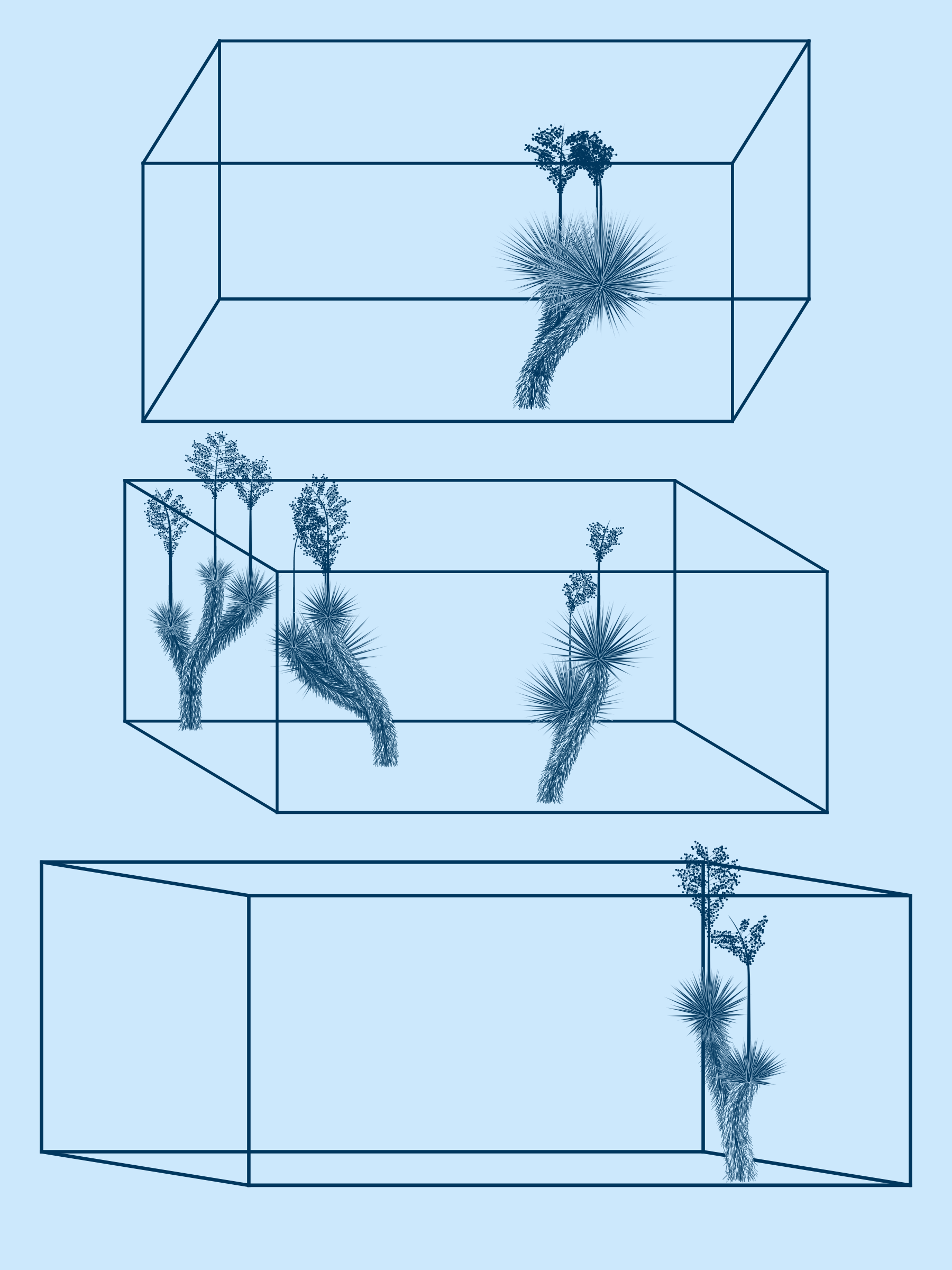 Marfa Yucca #154
