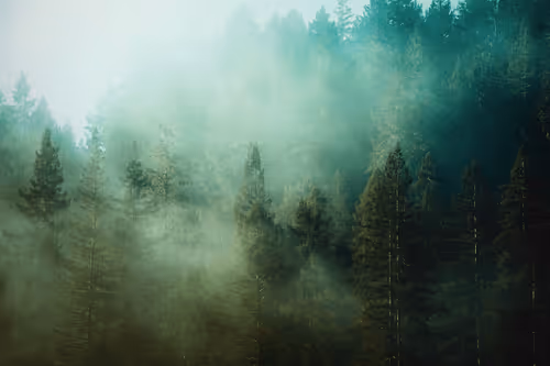 Morning Mist