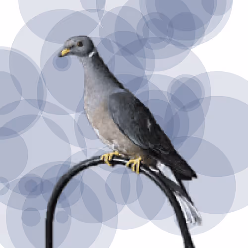 Seamorphus Pigeon #11