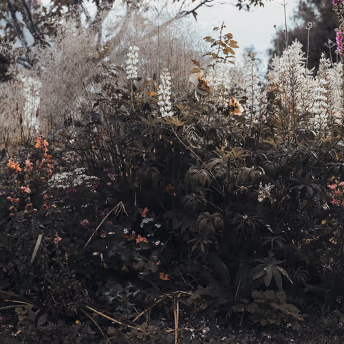 Garden of Eden II