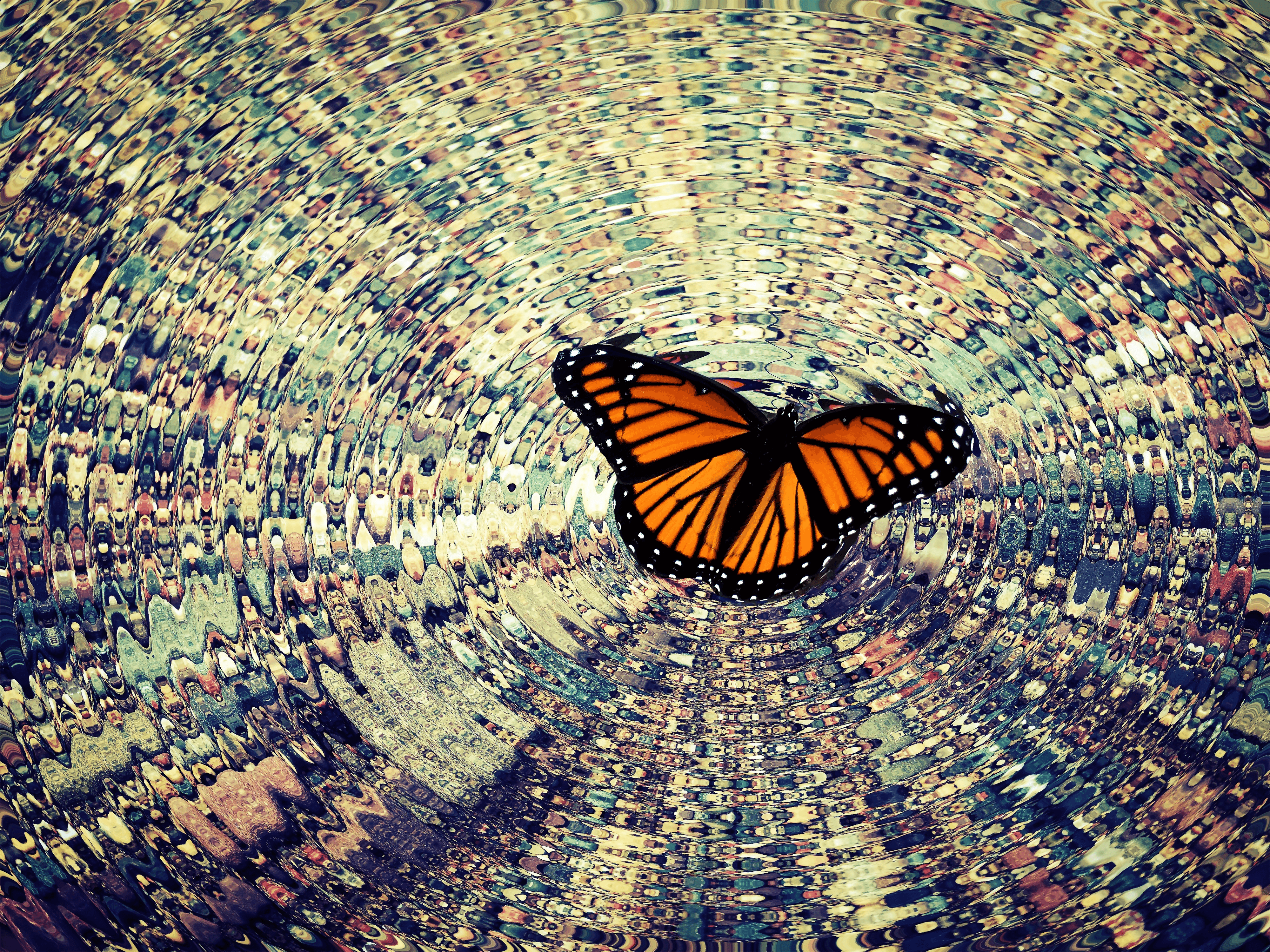 Butterfly Effect 