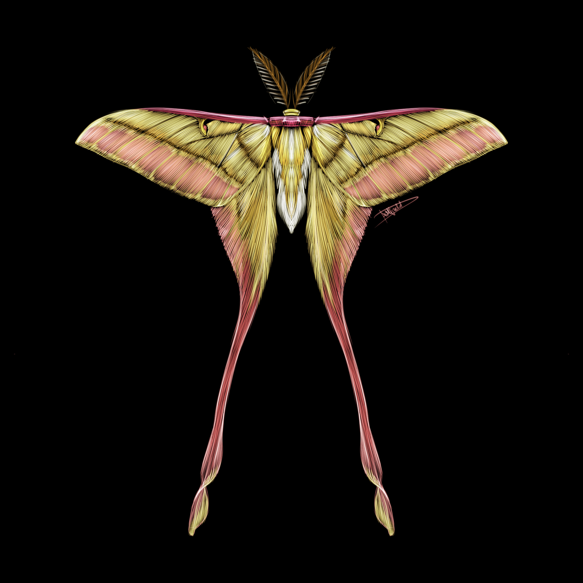 Moth #2
