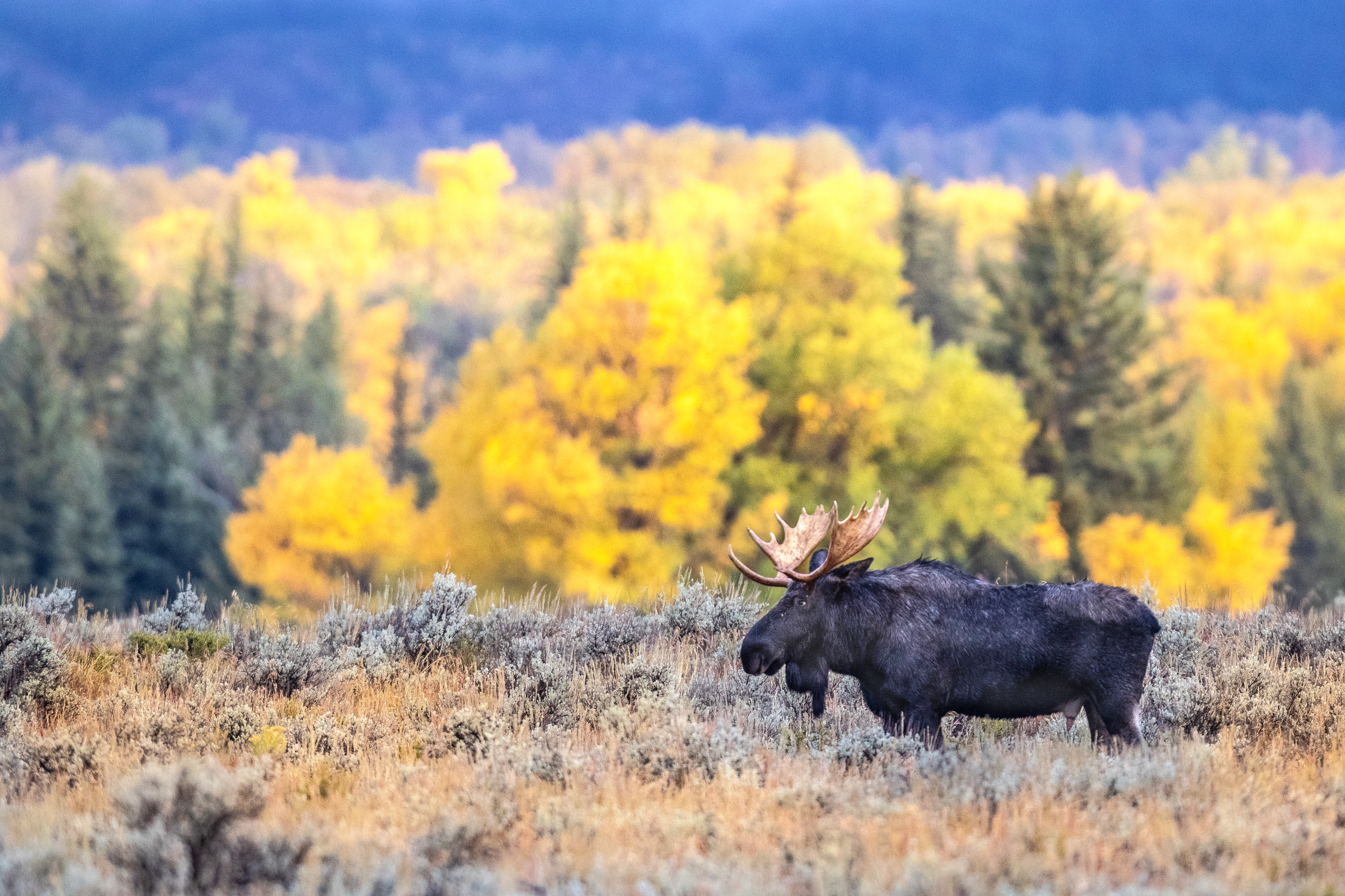 Balance #30 Moose