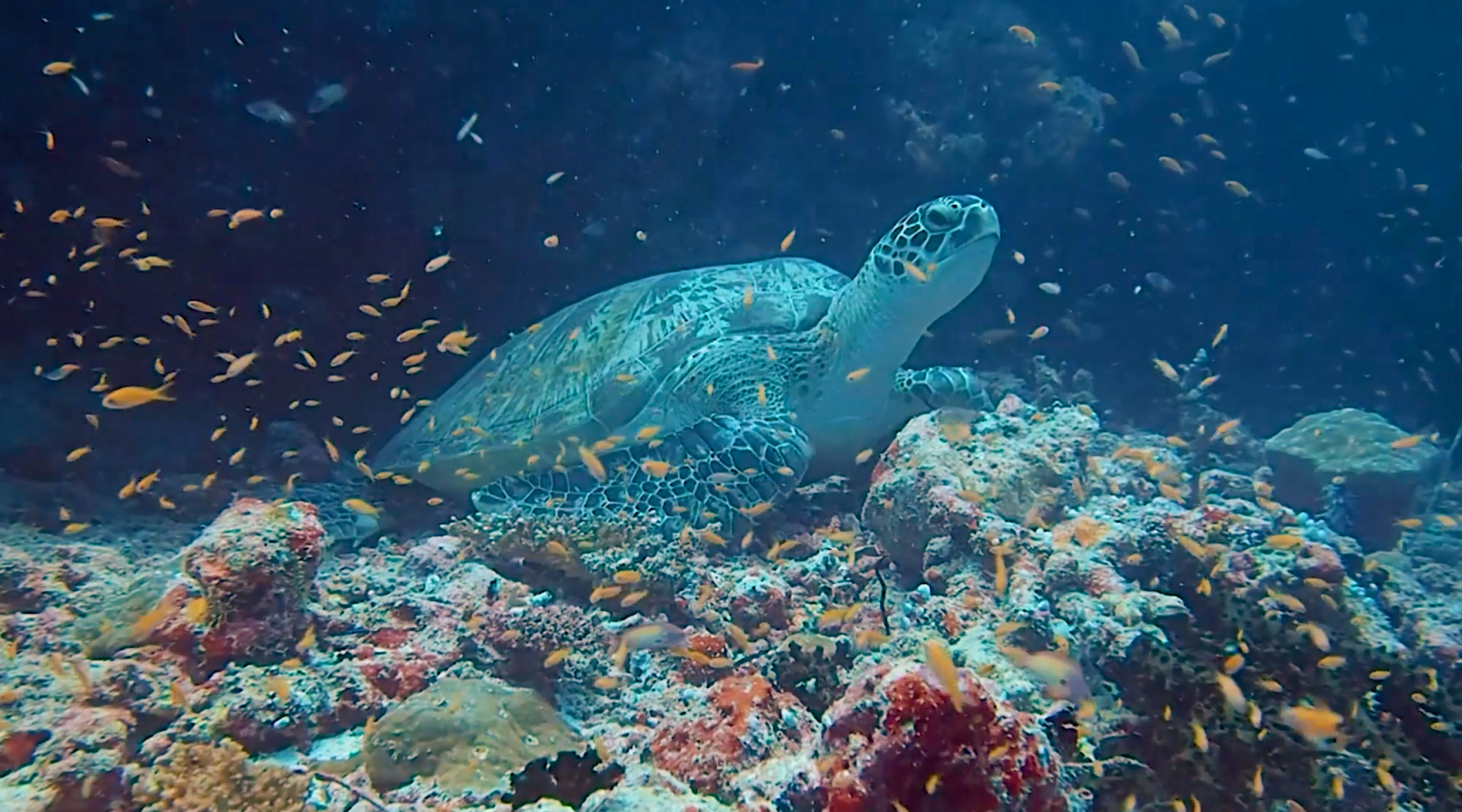 Turtle Friends #32/33