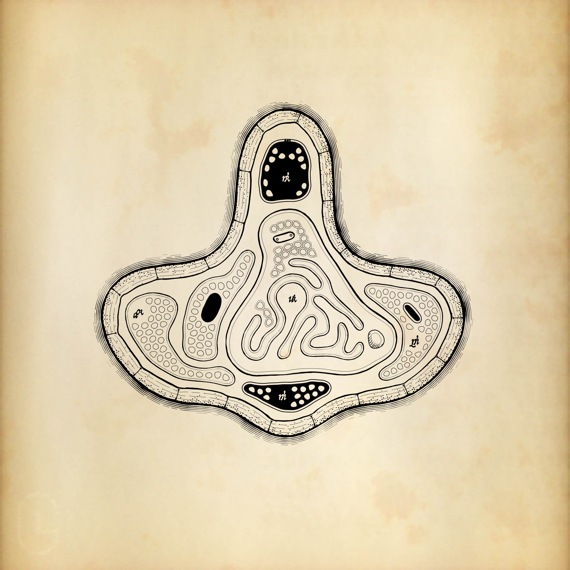 Cytographia #7