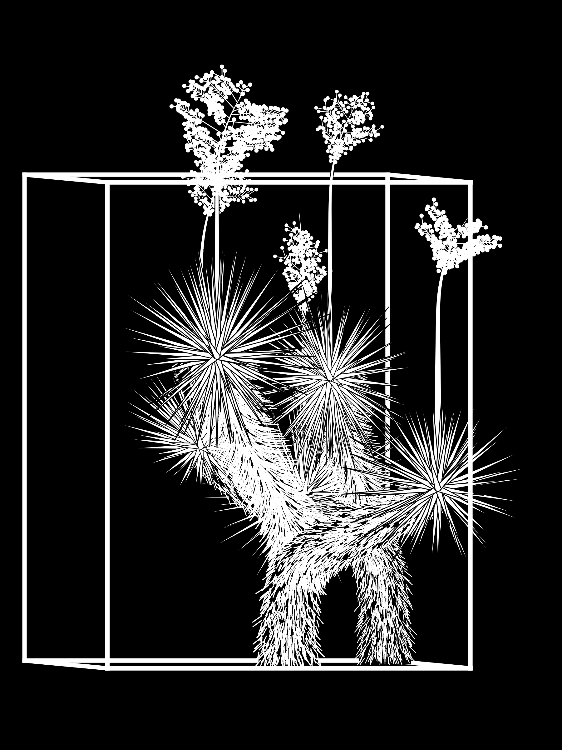 Marfa Yucca #115