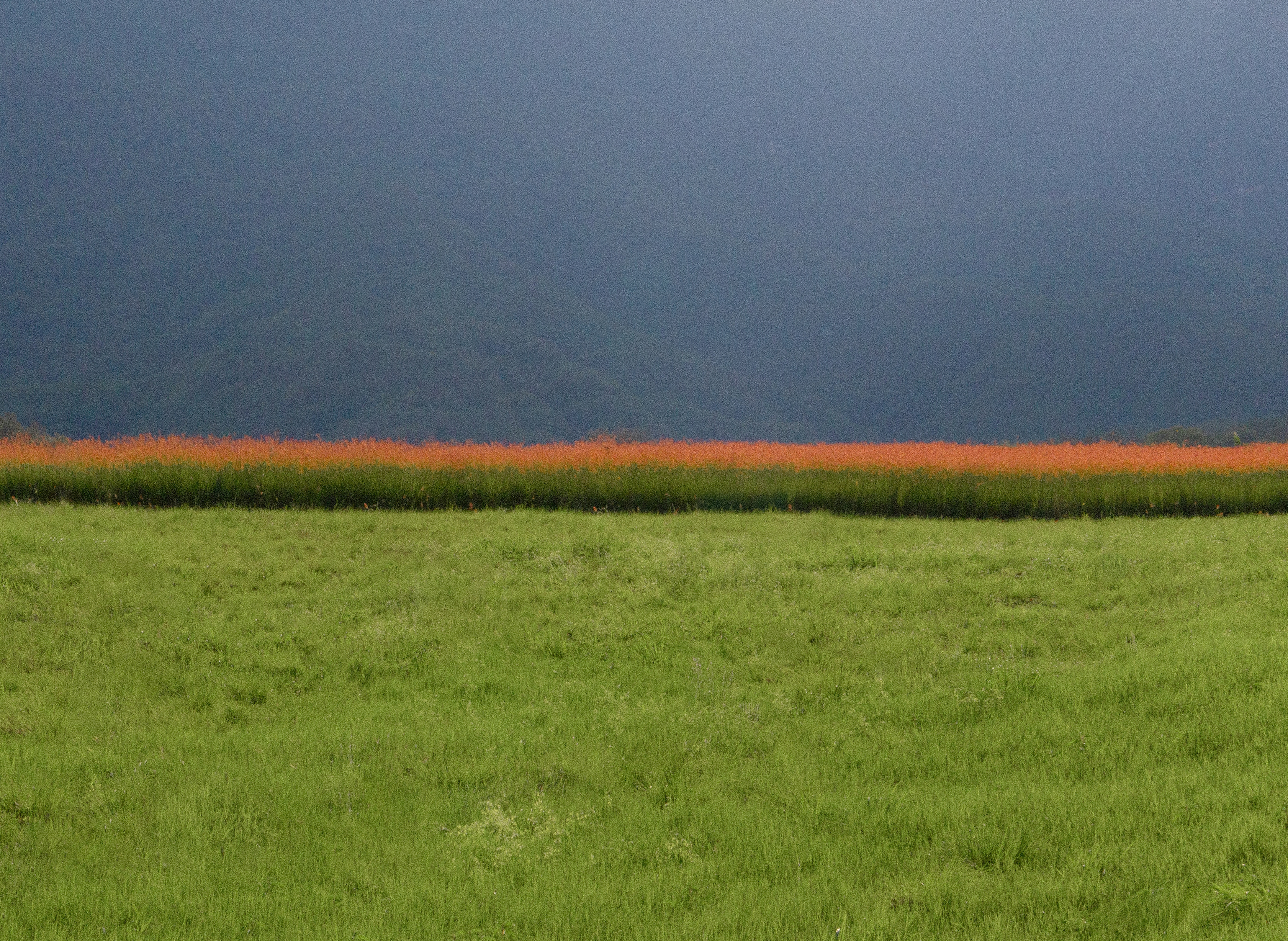 CAMPO