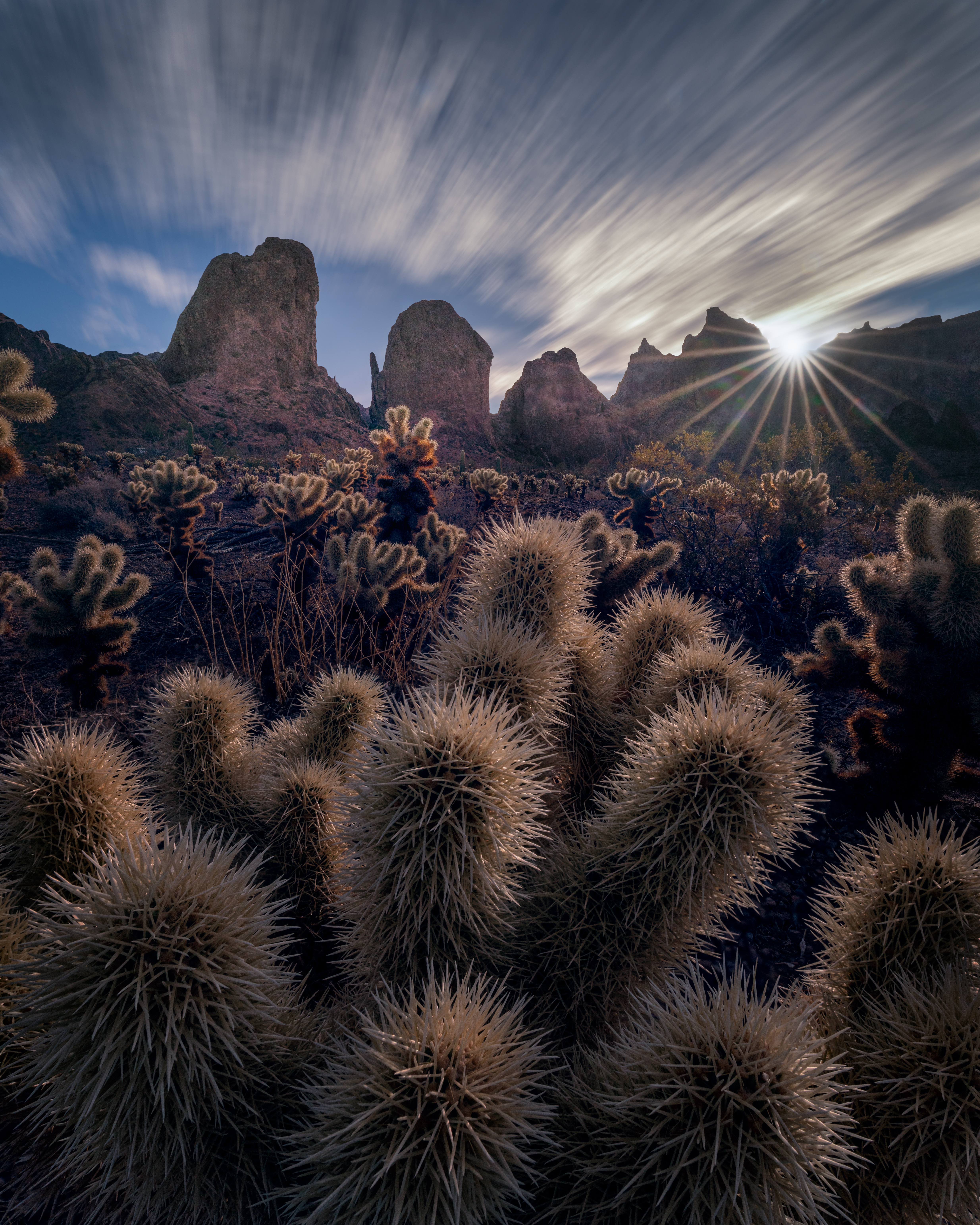 Star of the Cholla Cacti