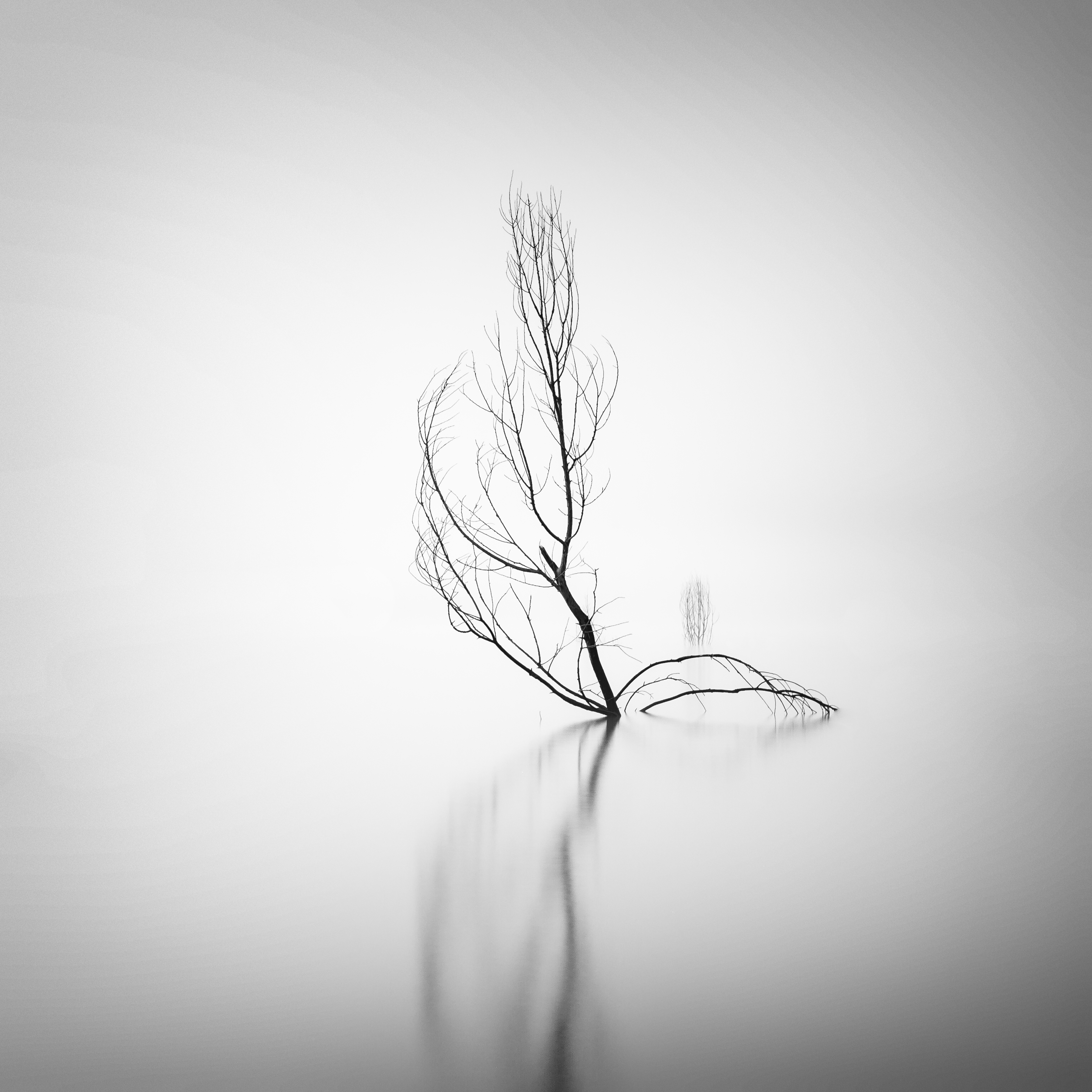 The Swimmer
