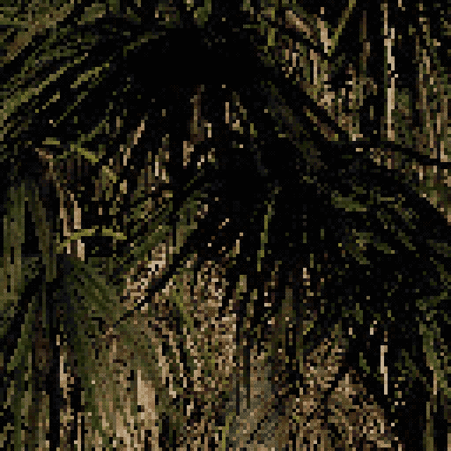 Chamaerops humilis - European fan palm #3