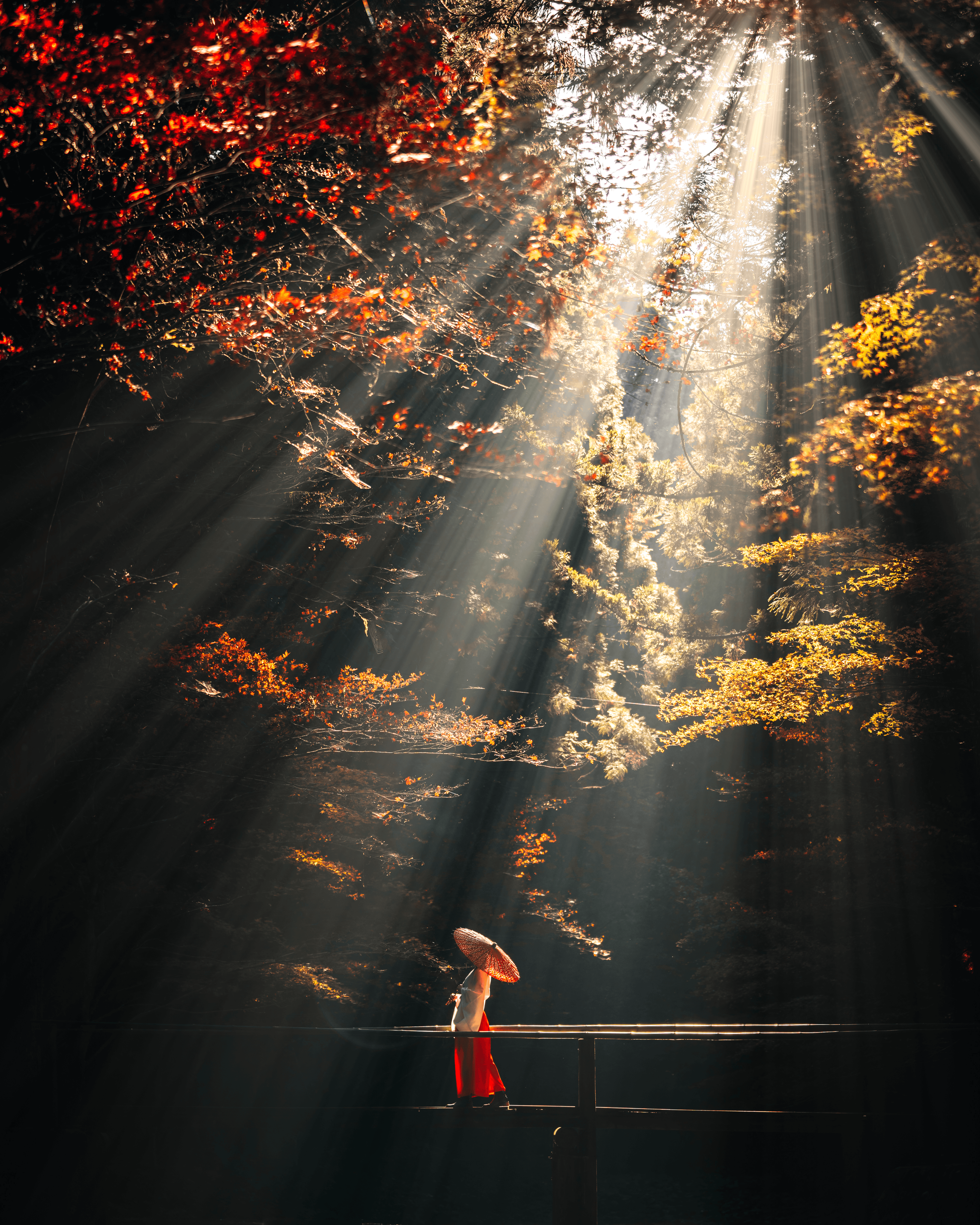 Collaboration of sun and red leaves