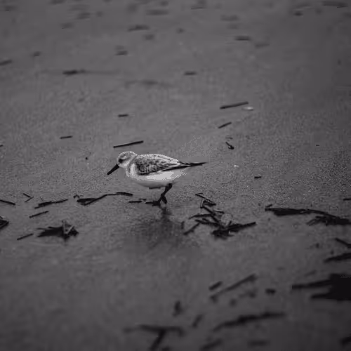 The Sandpiper