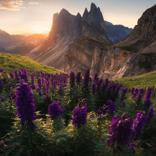 Wilderness to Blockchain #19 - Purple spectators