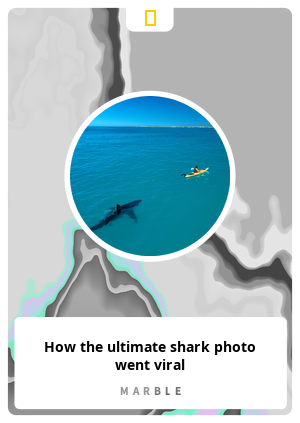 How the ultimate shark photo went viral