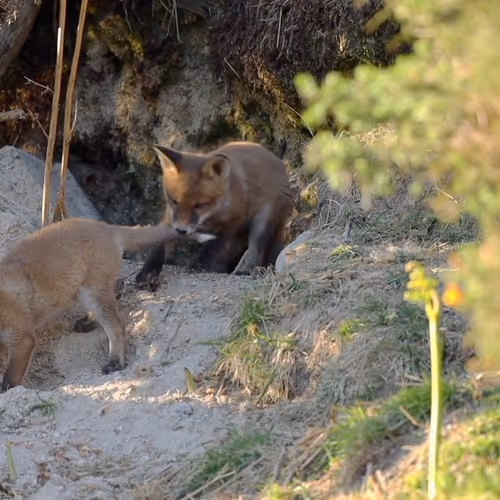 Foxy Frolics