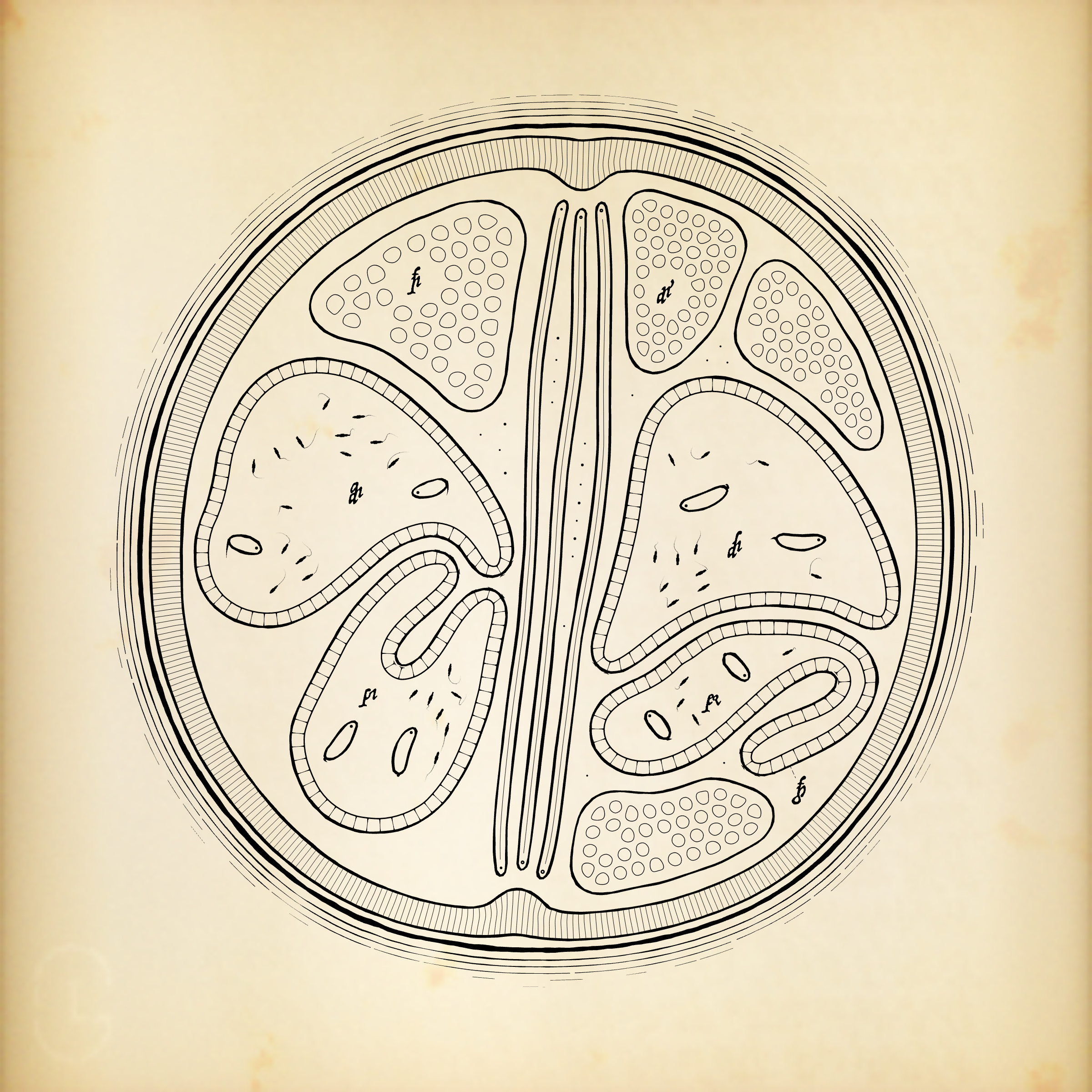 Cytographia #391
