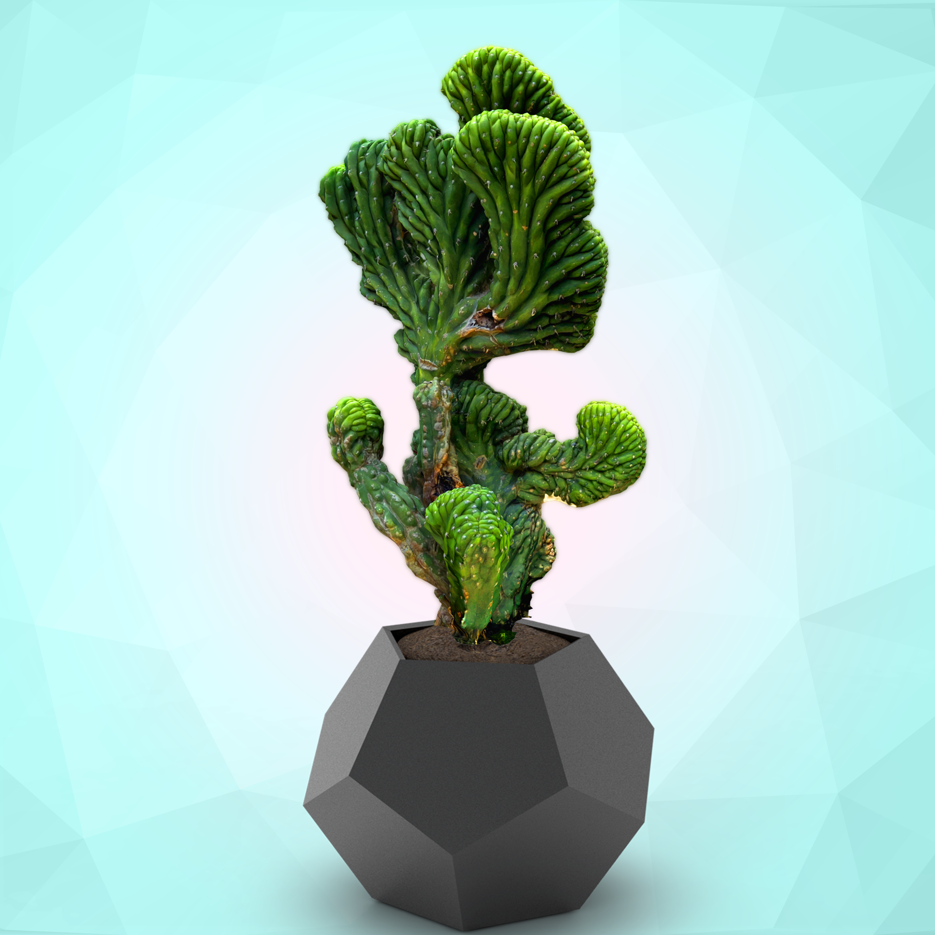 ∆FLORA #155