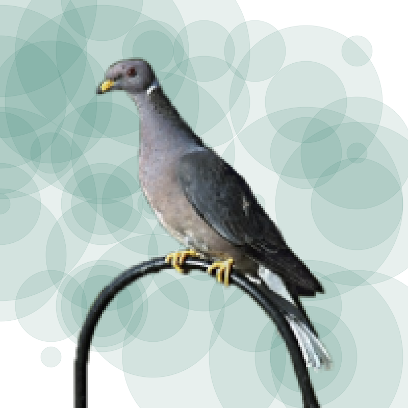Seamorphus Pigeon #4