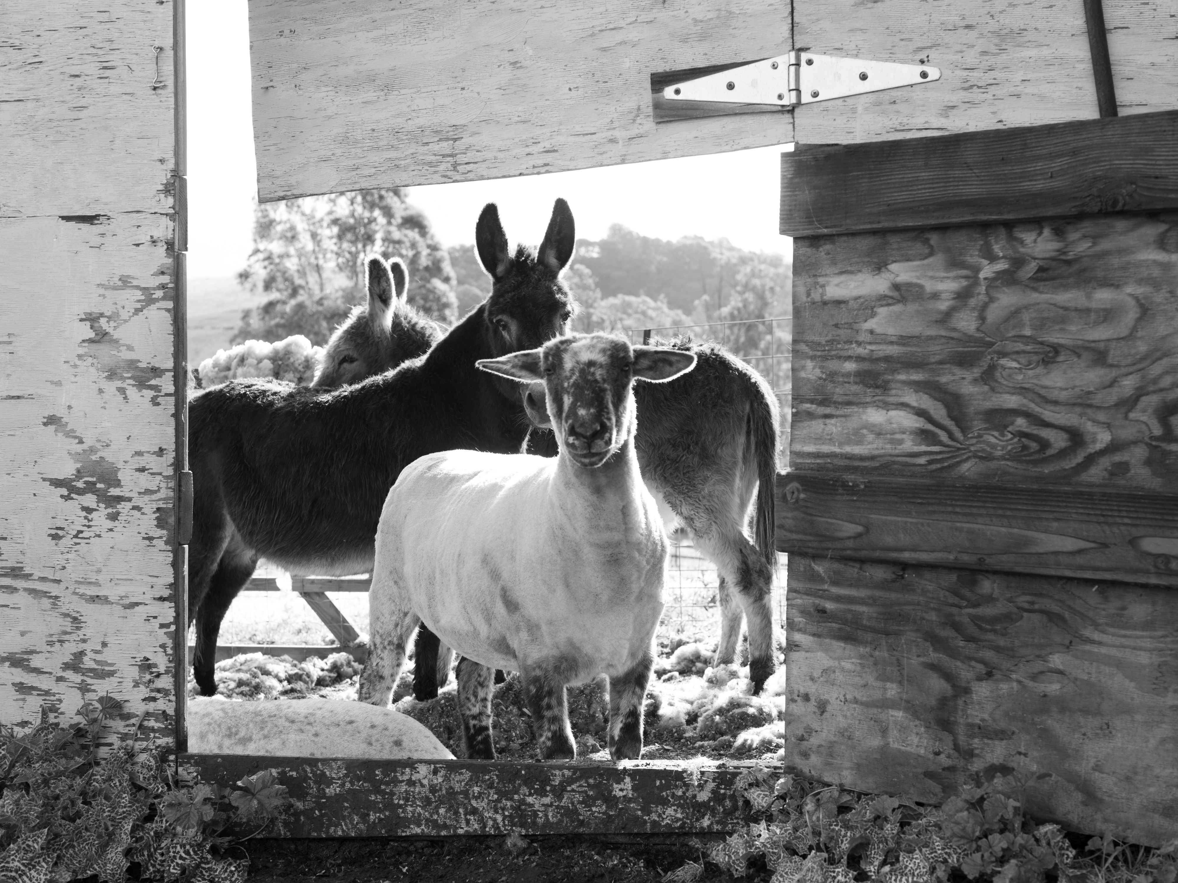 Little Ruby, Blanche and Gus.