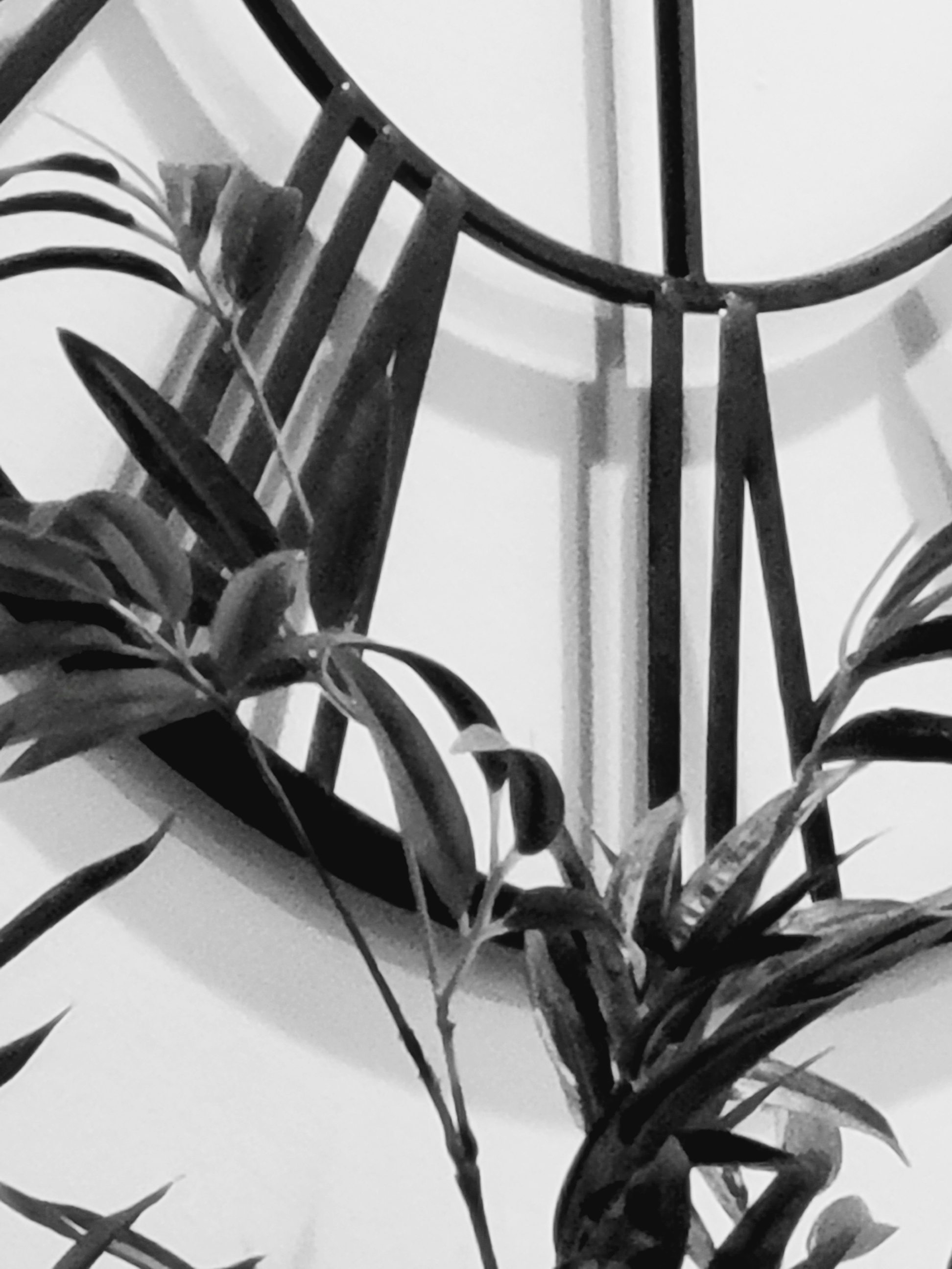 Plants in Time