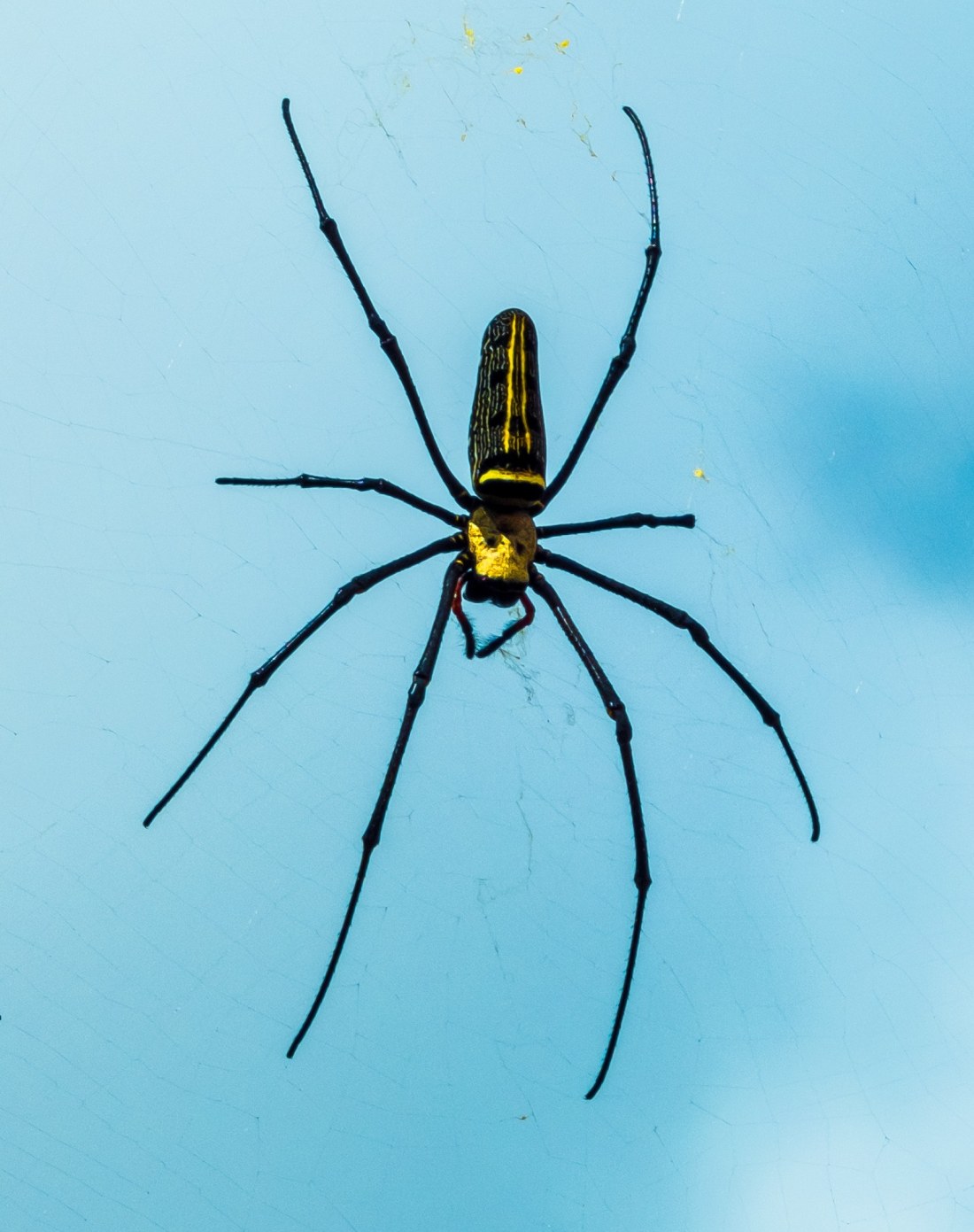 Spider