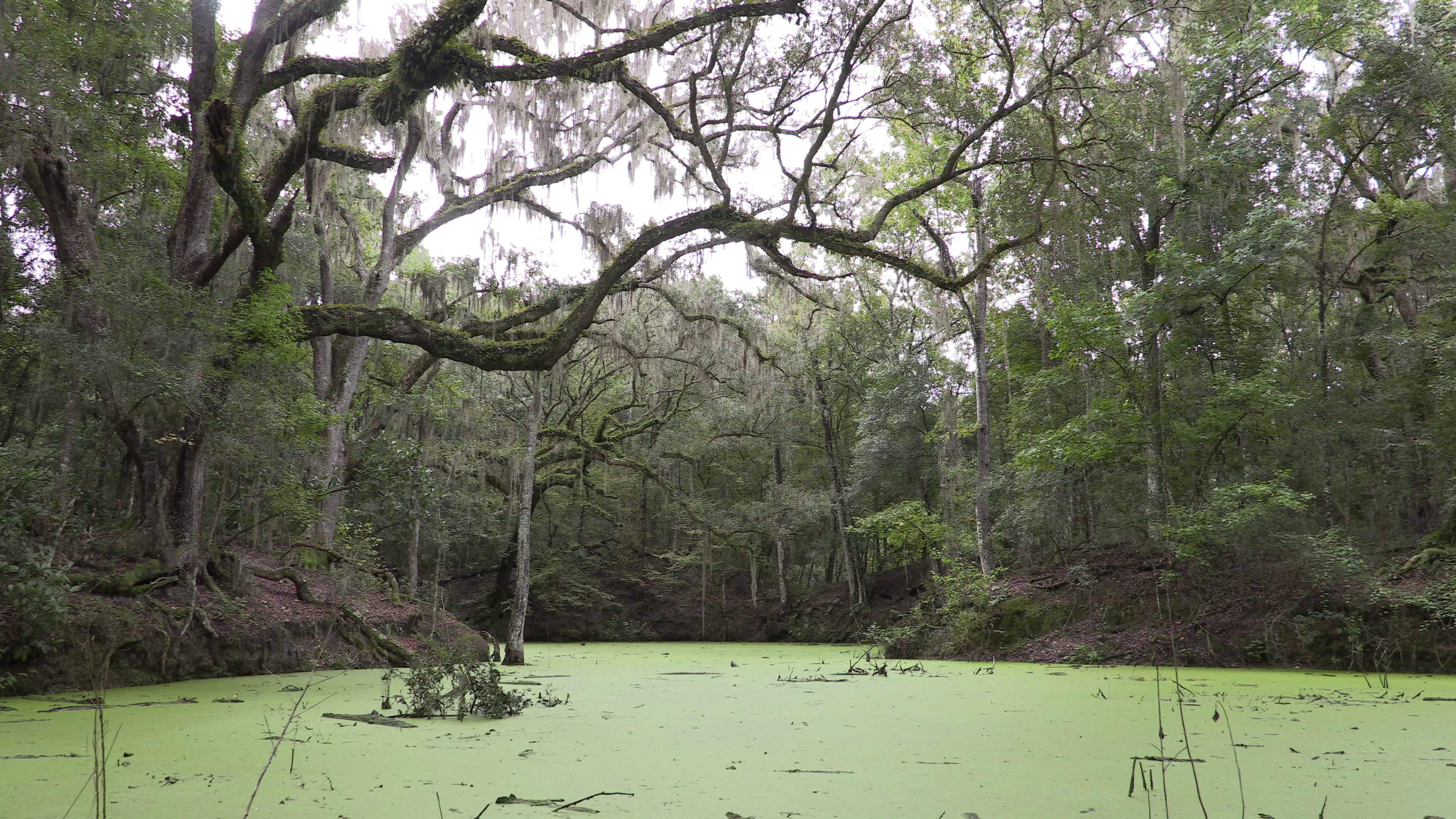 Alachua Sink