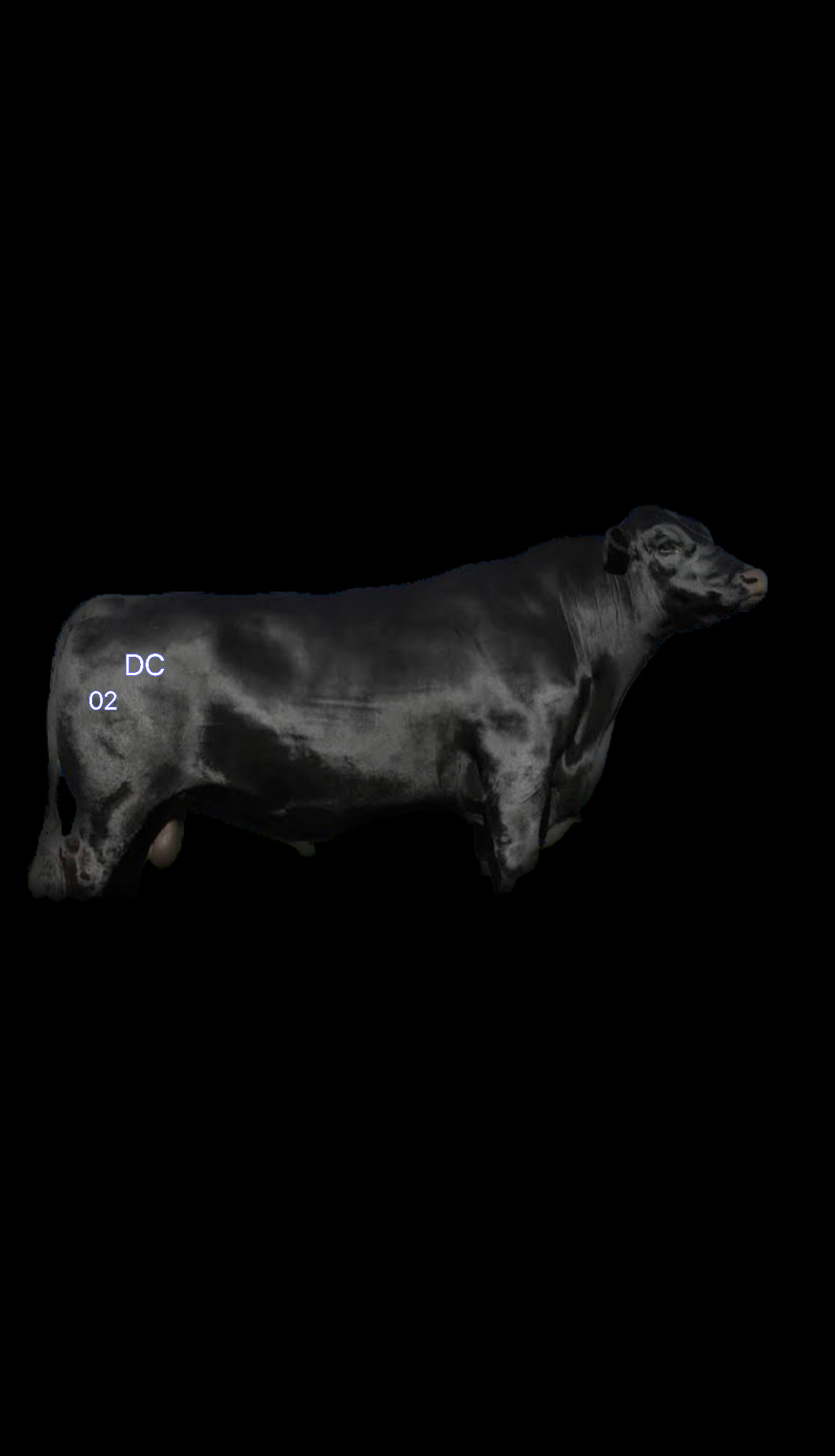Cattle02