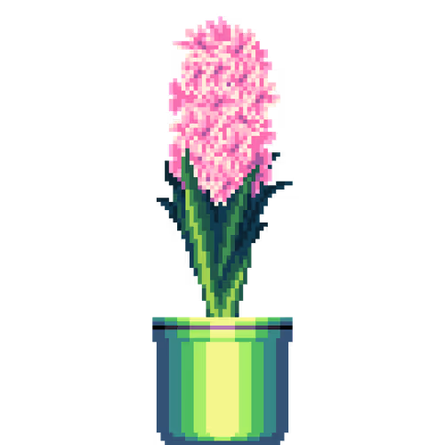 Pink Hyacinth in Large Pinstripe pot