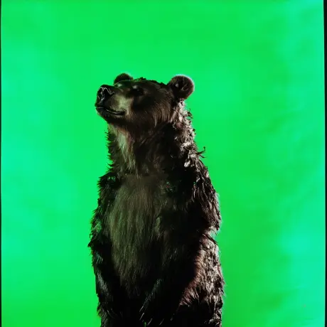 bear #4660