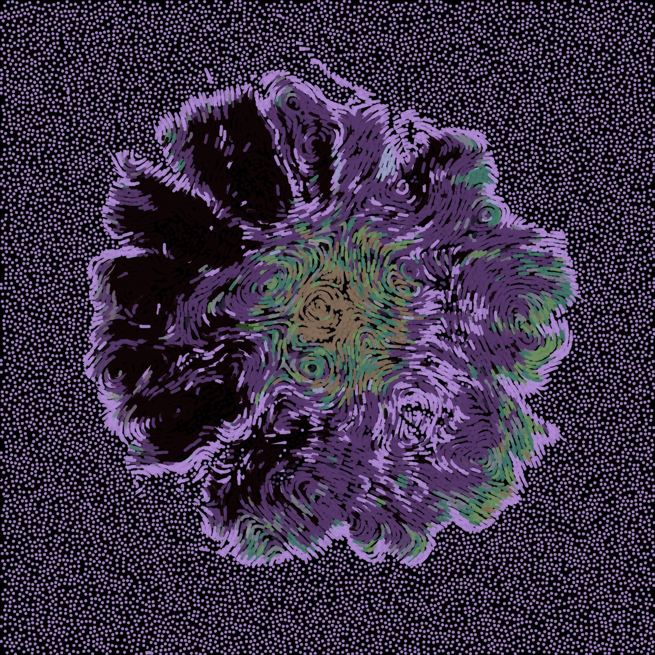 Gerbera Daisy Black 3