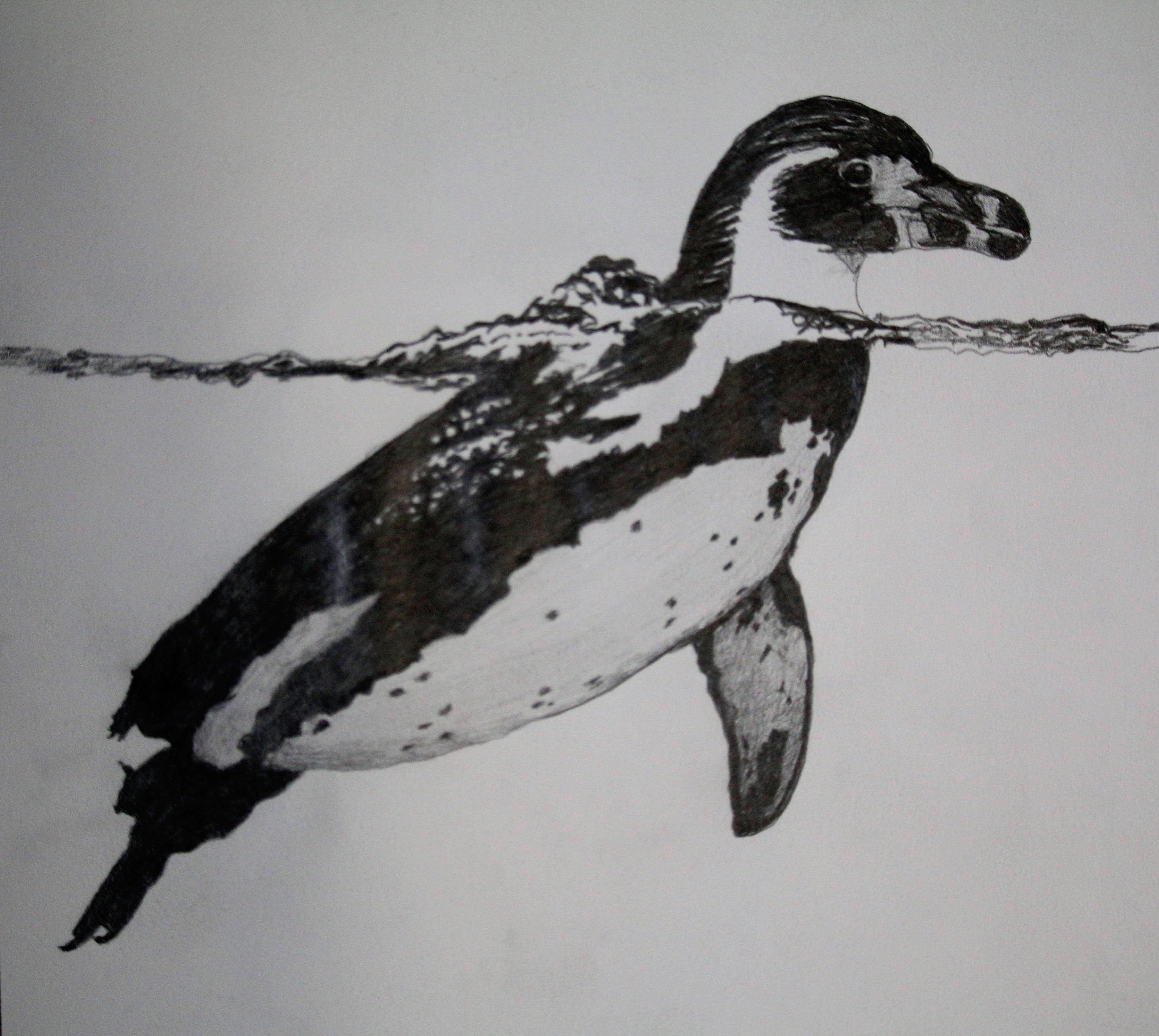 MAGELLANIC PENGUIN (Spheniscus magellanicus)