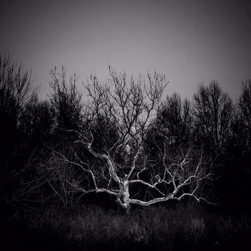 #13 Bright Darkness