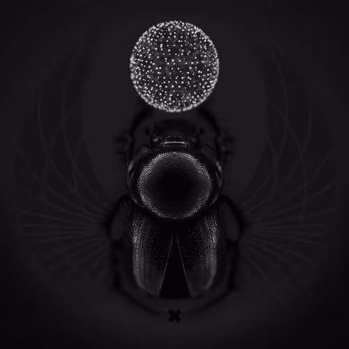 Rebirth : Scarab