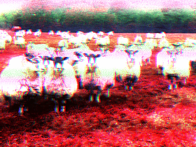 Sheep